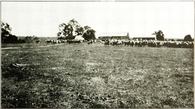 Figure 4: Ongerup Homestead c. 1912